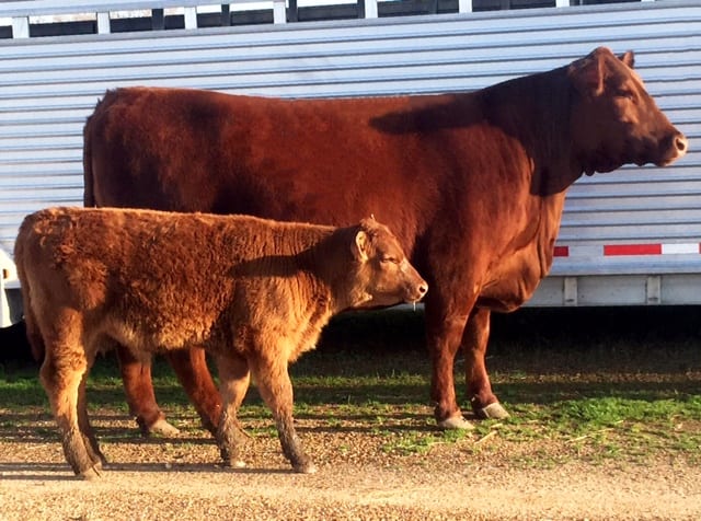 South East Red Angus Association